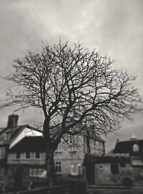 a monochrome hornbeam in gloucester